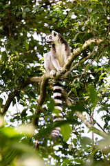 a ringtailed lemur in a tree