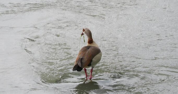 Nilgans (Alopochen aegyptiaca) am Rheinufer nehmen und fressen sehr gerne Gr&auml;ser, Triebe, und Wasserpflanzen
