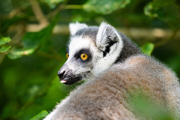 a portrait of a ringtailed lemur