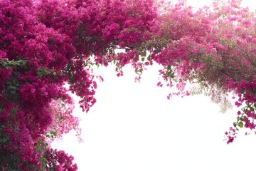 Pink bougainvillea arch, vibrant flowers