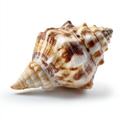 Obraz premium A detailed view of a beautifully patterned seashell, displaying its intricate textures and natural elegance. The shell features a unique spiral shape and subtle color variations
