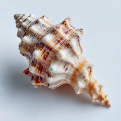 A detailed macro shot of a beautiful, ornate seashell, showcasing intricate textures and patterns