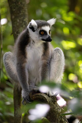 a ringtailed lemur in a tree