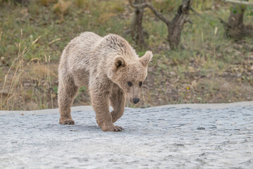 The Brown Bear (Ursus arctos) is the most important wild animal in Nemrut Crater Lake National Park in Btilis. It has the potential to appear at any time in the forest.