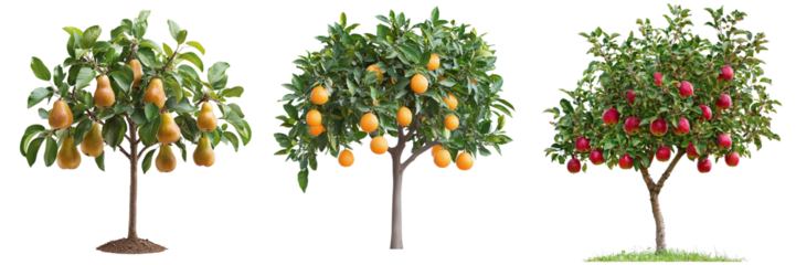 Set of orange, apple and pear trees isolated on transparent background PNG
