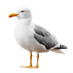 Obraz premium A seagull stands gracefully, showcasing its striking features in this captivating photo. The image captures the bird's elegant form, with its vibrant details enhanced.