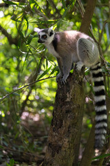 a ringtailed lemur in a tree