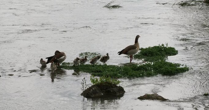 (Alopochen aegyptiaca) Nilgans-Familie mit sechs K&uuml;ken an Still- und Flie&szlig;gew&auml;ssern entlang des Rheins in Rheinfelden im Dreil&auml;ndereck zwischen Schweiz und Deutschland
