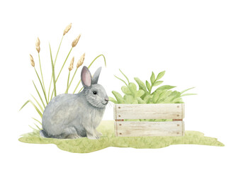 Watercolor gray rabbit sitting on green lawn and farm wooden crate with greenery isolated illustration. Cute village domestic animal for countryside and Easter designs. Fluffy bunny pet clip art