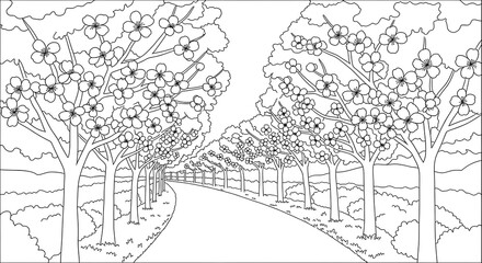 Fototapeta premium Serene Black and White Line Art: Blossoming Cherry Trees Frame a Winding Country Road