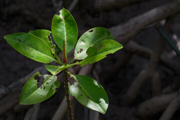 mangrove seedlings with green bitten leaves in sunshine and shade at mangrove forest