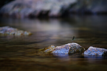 a small tiny damselfly on small rock in the clean clear water bed of wellspring waterfall in watershed forest