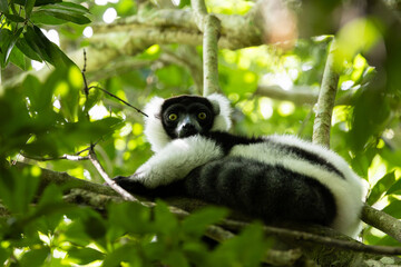a ruffed lemur close up