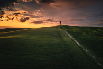 Springtime in Tuscany: rolling green hills, blooming wildflowers, golden light, and peaceful...