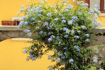 Floral archway in Rovinj