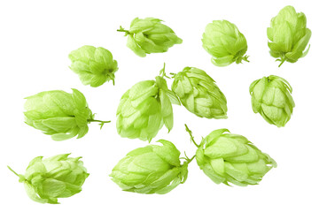 Hop cones isolated on white background. Beer brewery concept. clipping path