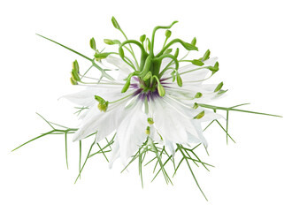 Nigella Damascena flower isolated on white background. clipping path