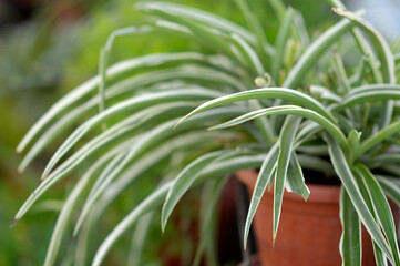 blooming spider plant in the pot