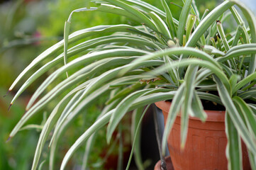 blooming spider plant in the pot