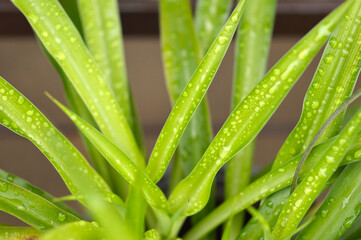 blooming spider plant in the pot