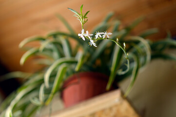 blooming spider plant in the pot