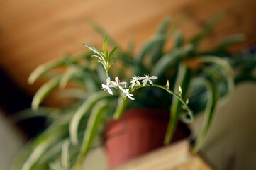 blooming spider plant in the pot