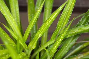 blooming spider plant in the pot