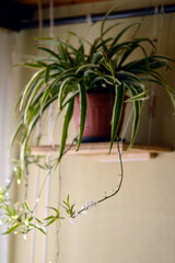 blooming spider plant in the pot