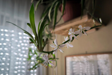 blooming spider plant in the pot