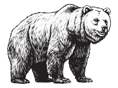 Standing bear illustration in vintage style for rugged outdoor branding beer labels and adventure tattoos