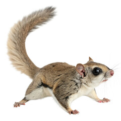 Obraz premium Forest Rodent Flying Squirrel with Large Eyes and Tail