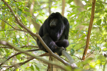 Fototapeta premium a large male hower monkey close-up
