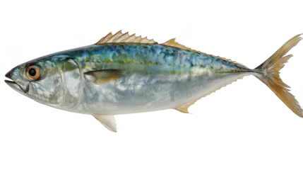 Majestic fish with a long, flowing tail gliding through crystal clear water exotic.