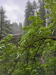 Obraz premium Wild nature in Capilano Park in Vancouver, Canada. Featuring towering trees, lush green foliage, and serene winter landscapes.