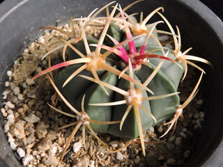 Ferocactus latispinus chonseonghwan with reddish hooked spines. Photographed in Korea.