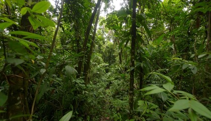 Lush tropical forest canopy (1)