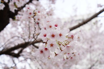 Cherry Blossoms Flowers Up Close (Landscape)