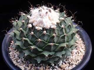 Mature Gymnocalycium spegazzinii (Jugwanyonggeum) cactus with woolly apex and curved spines in Korea