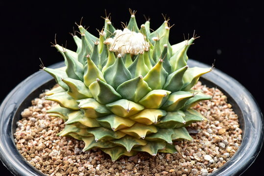 Gymnocalycium spegazzinii f variegata (Jugwanyonggeum), a variegated cactus cultivar grown in Korea