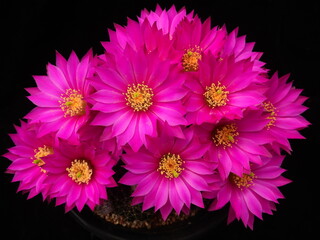Echinopsis hybrid Myungseokhwan Jugwanyonggeum, blooming cactus with vivid magenta flowers in Korea