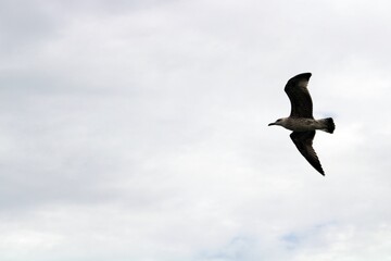 Seagull in Rovinj cloudy sky