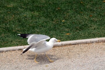 Seagull preparing to take off