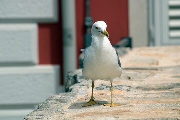 Seagull at Temple of Mars in Porec