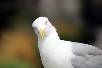 Seagull looking at us