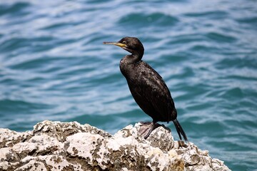 Cormorant resting on a coastal rock in Porec