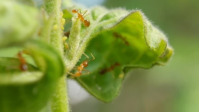 Macro a group of red ants on the leaves. Selective focus