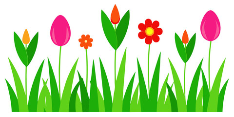 Vibrant spring flowers blooming in green grass tulips
