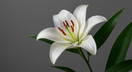 Obraz premium Close-up of a beautiful white lily with its delicate petals and green leaves against a gray backdrop