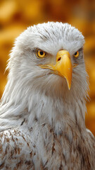 A breathtaking eagle with intense eyes