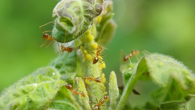 Macro a group of red ants on the leaves. Selective focus